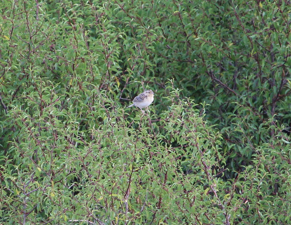 Grasshopper Sparrow - ML31030591