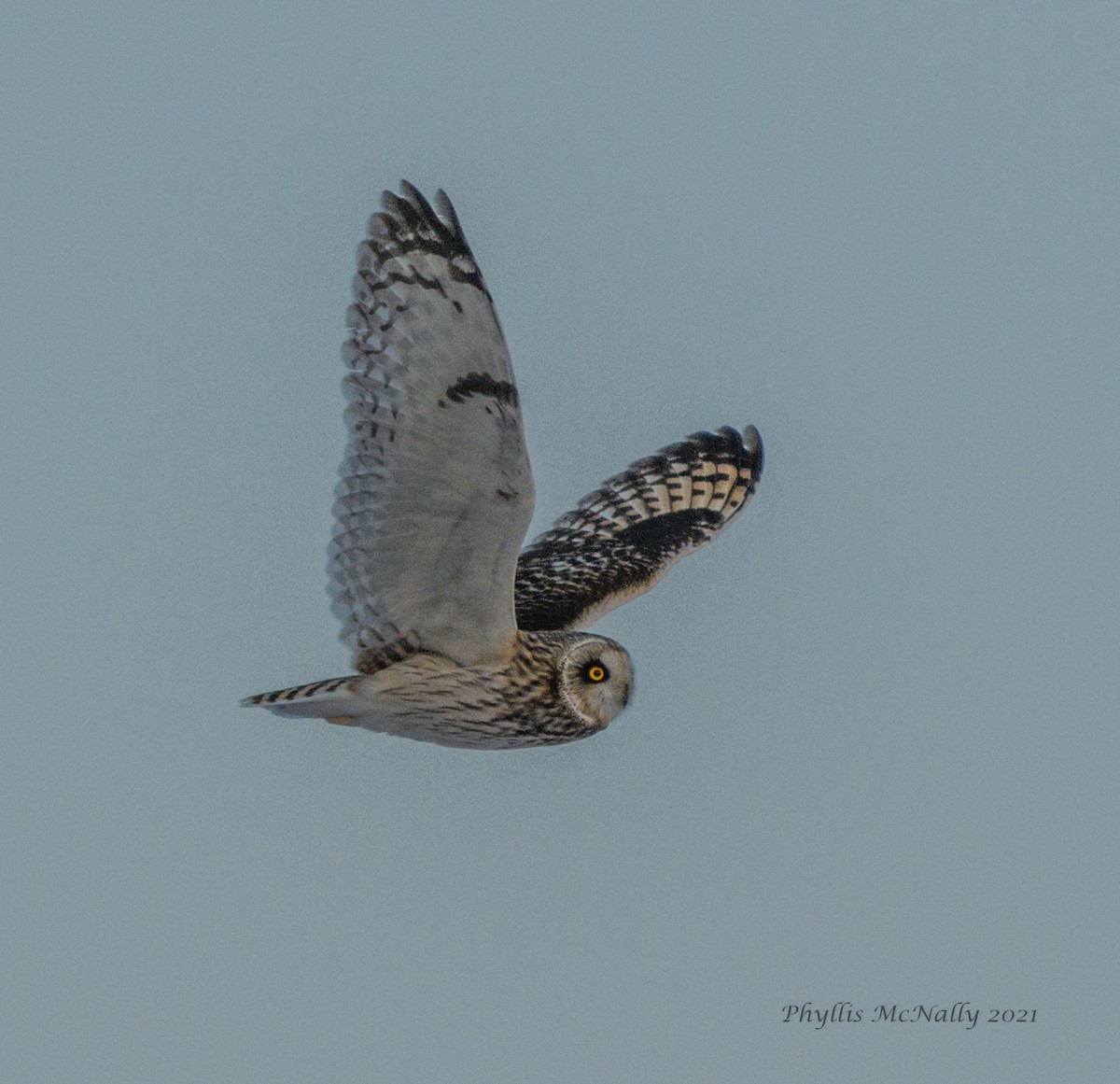 Short-eared Owl - ML310309801