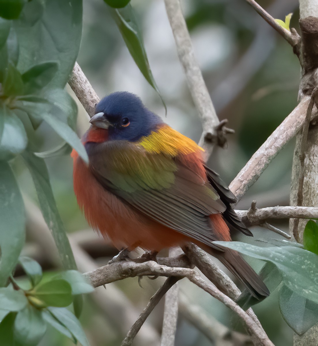Painted Bunting - ML310314621