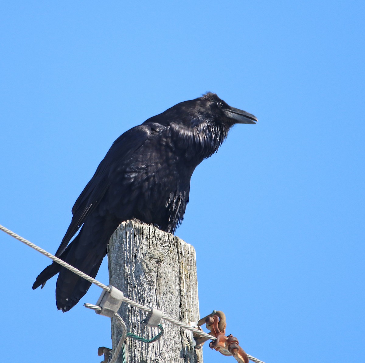 Common Raven - Mark Nale
