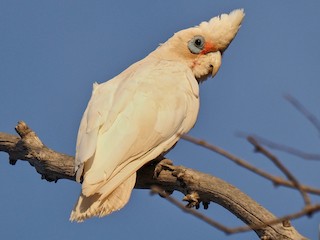  - Western Corella