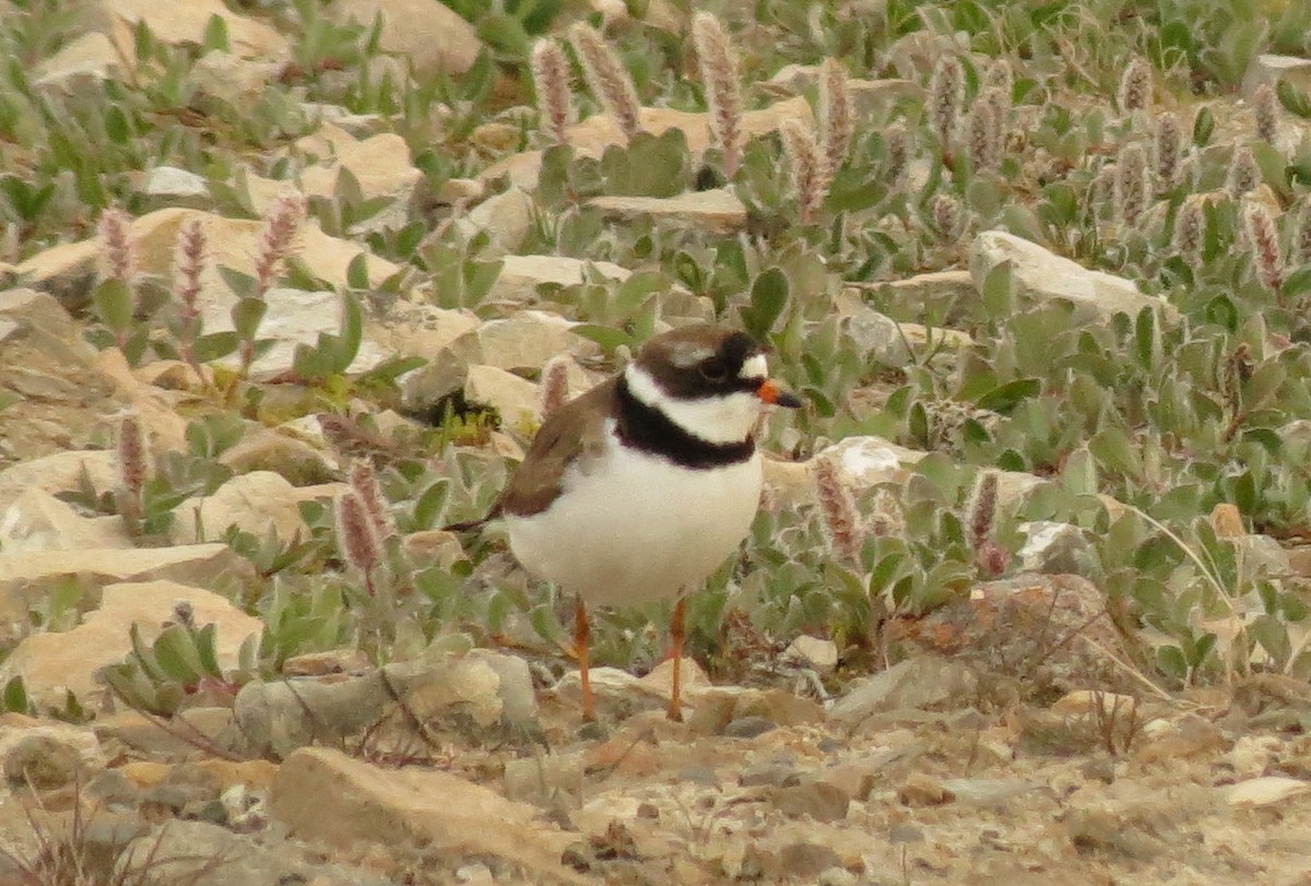 Semipalmated Plover - ML31032651