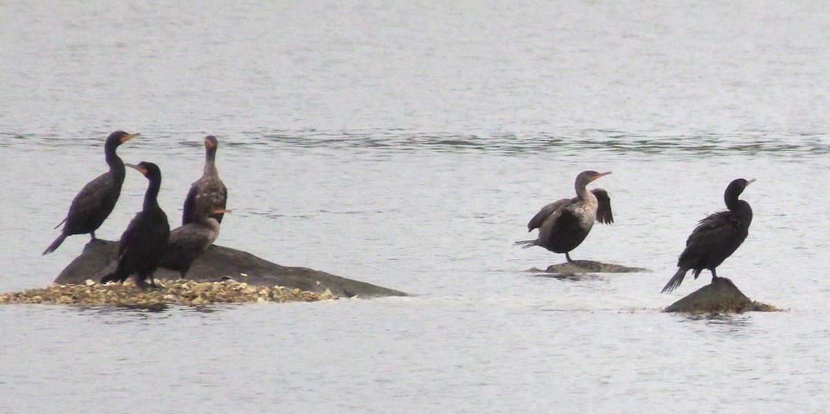Double-crested Cormorant - Deirdre Robinson
