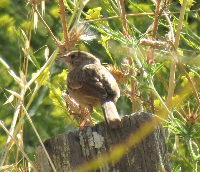 Rufous-crowned Sparrow - Steve Gerow