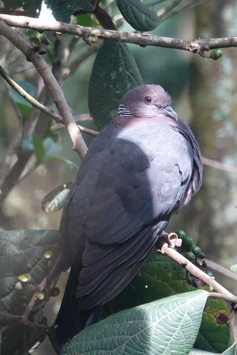 Sri Lanka Wood-Pigeon - Sri Srikumar
