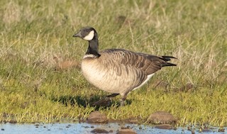Cackling Goose (Aleutian), ML310334841