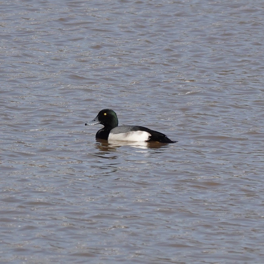 Greater Scaup - ML310335401
