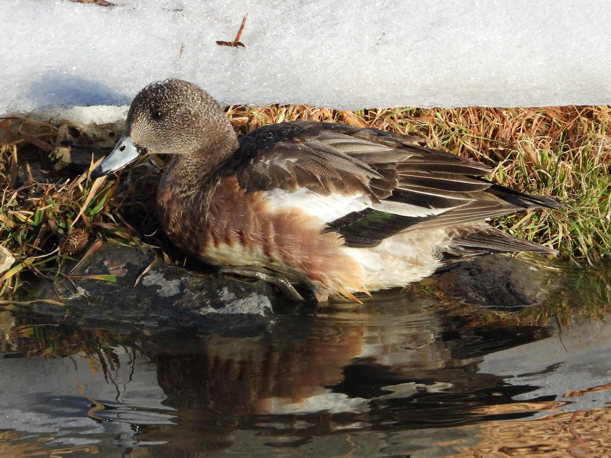 American Wigeon - Jeff Percell