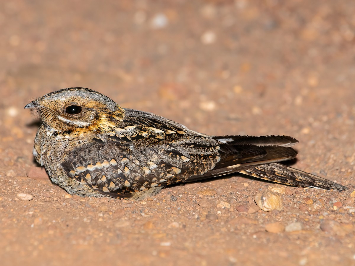 Red-necked Nightjar - Caprimulgus ruficollis - Birds of the World