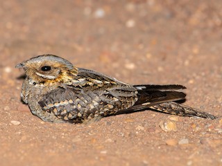  - Red-necked Nightjar