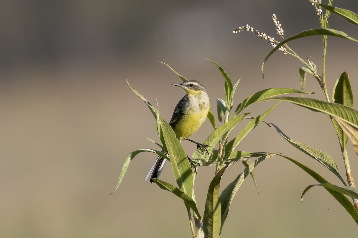 Eastern Yellow Wagtail (Eastern) - Vince Bugeja