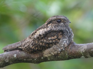  - Gray Nightjar