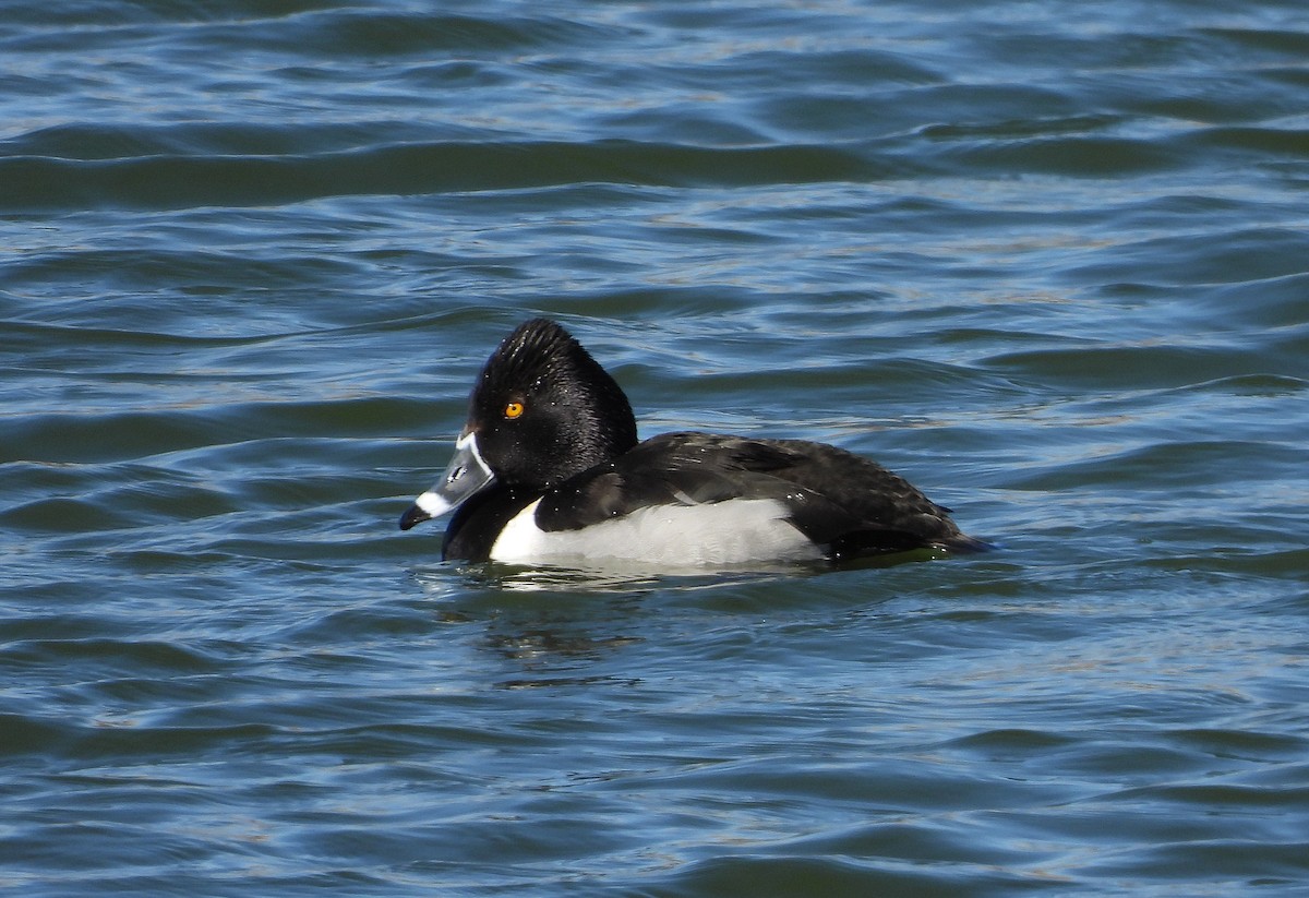 Ring-necked Duck - ML310350261