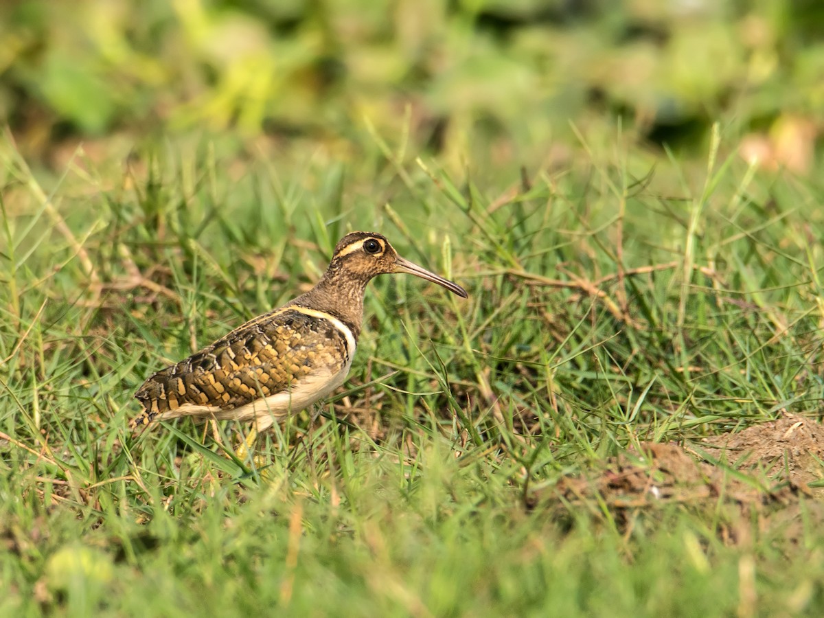 Greater Painted-Snipe - ML310356541