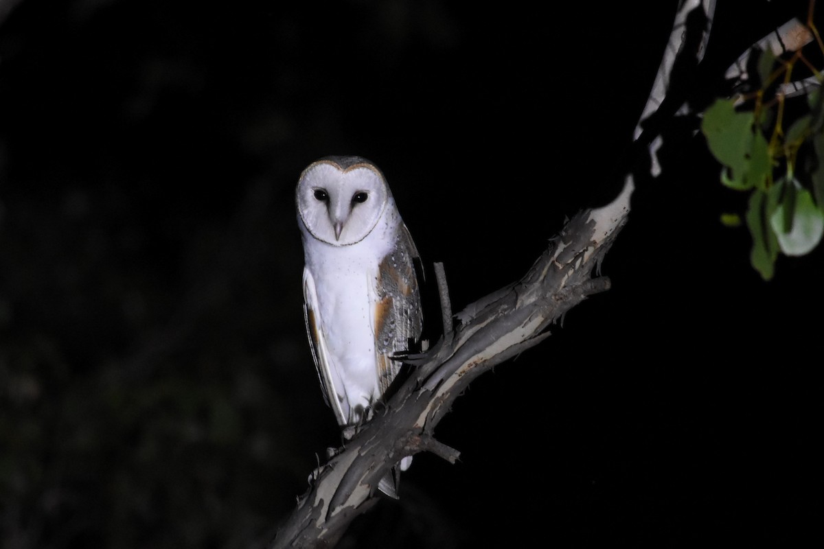 Barn Owl (Eastern) - ML310360651