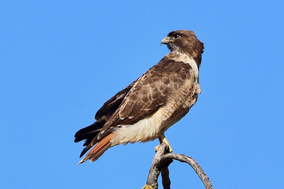 Red-tailed Hawk - vijay t