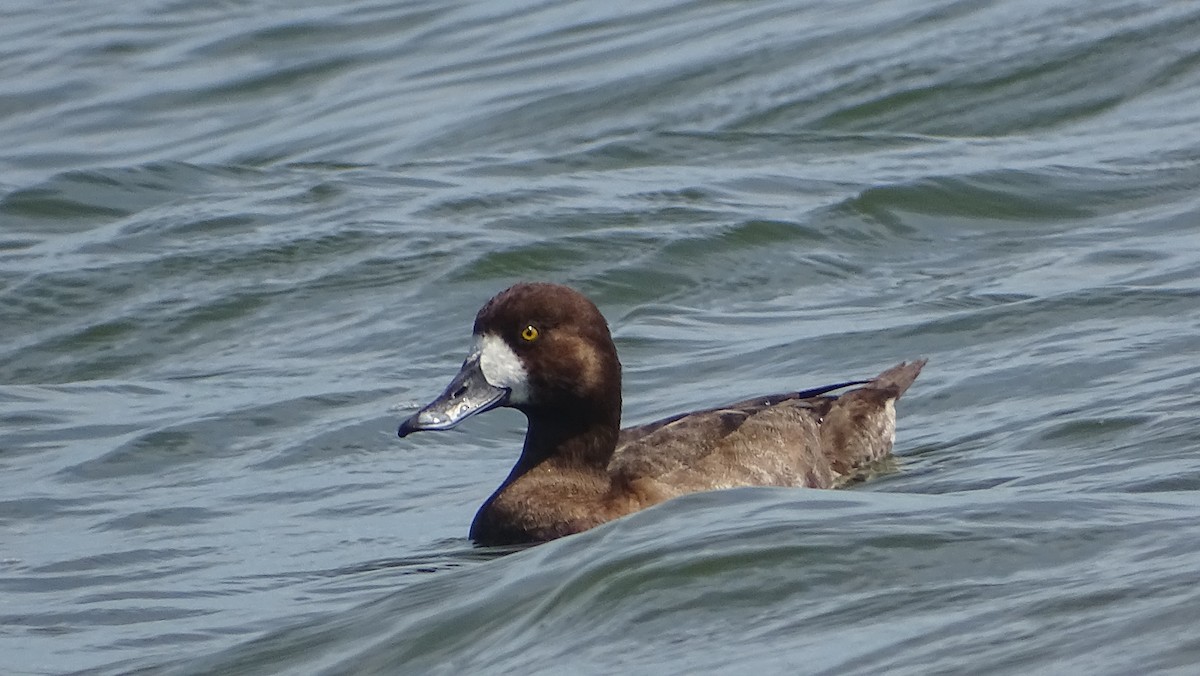 Greater Scaup - ML310365571