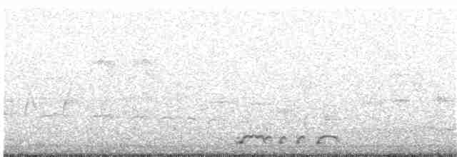 holoubek vlnkovaný - ML31036951