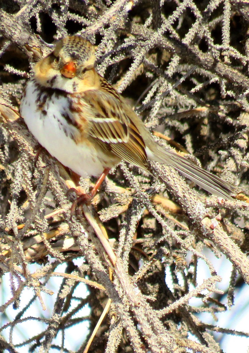 Harris's Sparrow - ML310374461