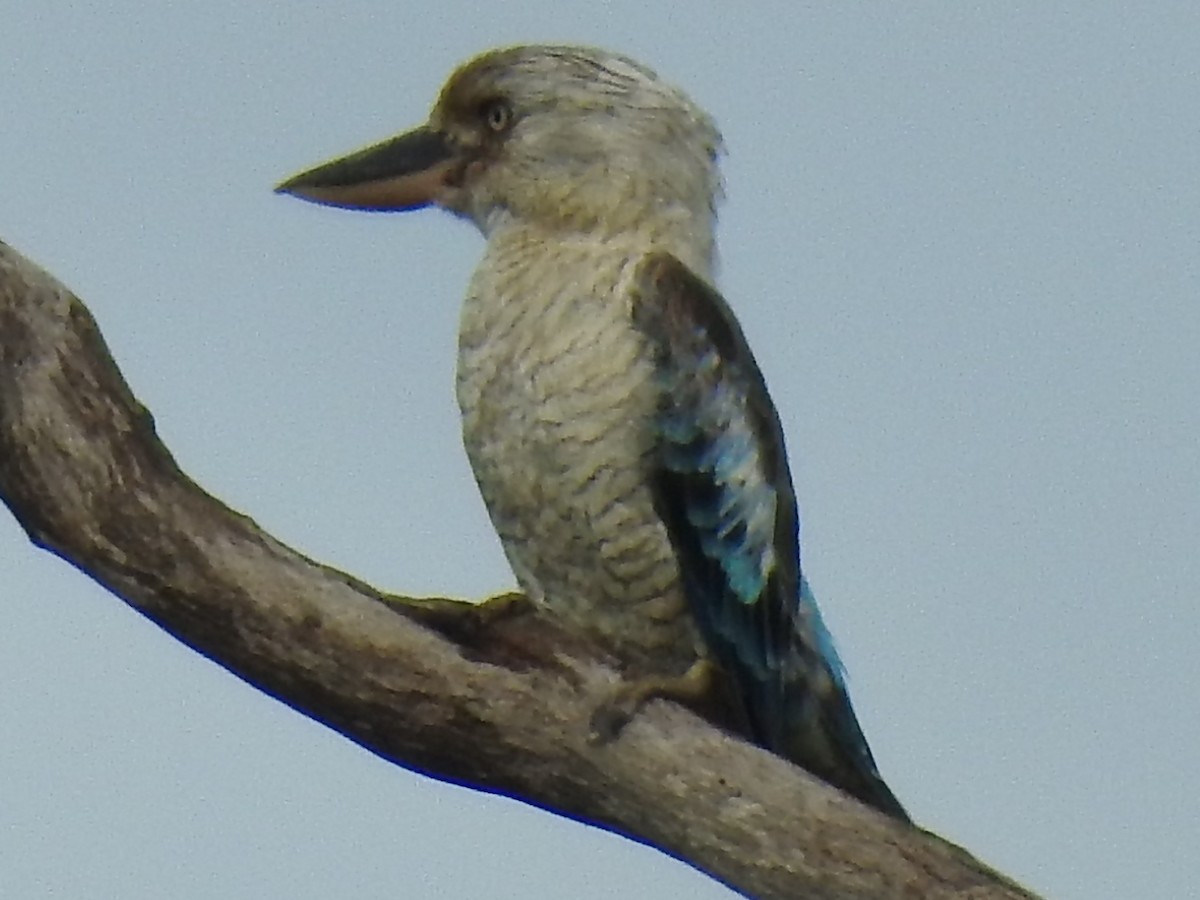 Blue-winged Kookaburra - ML310374711