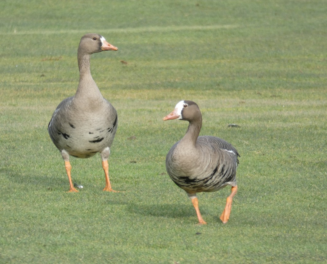 Greater White-fronted Goose - ML310374971