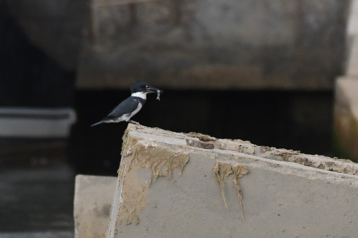 Belted Kingfisher - ML310379531