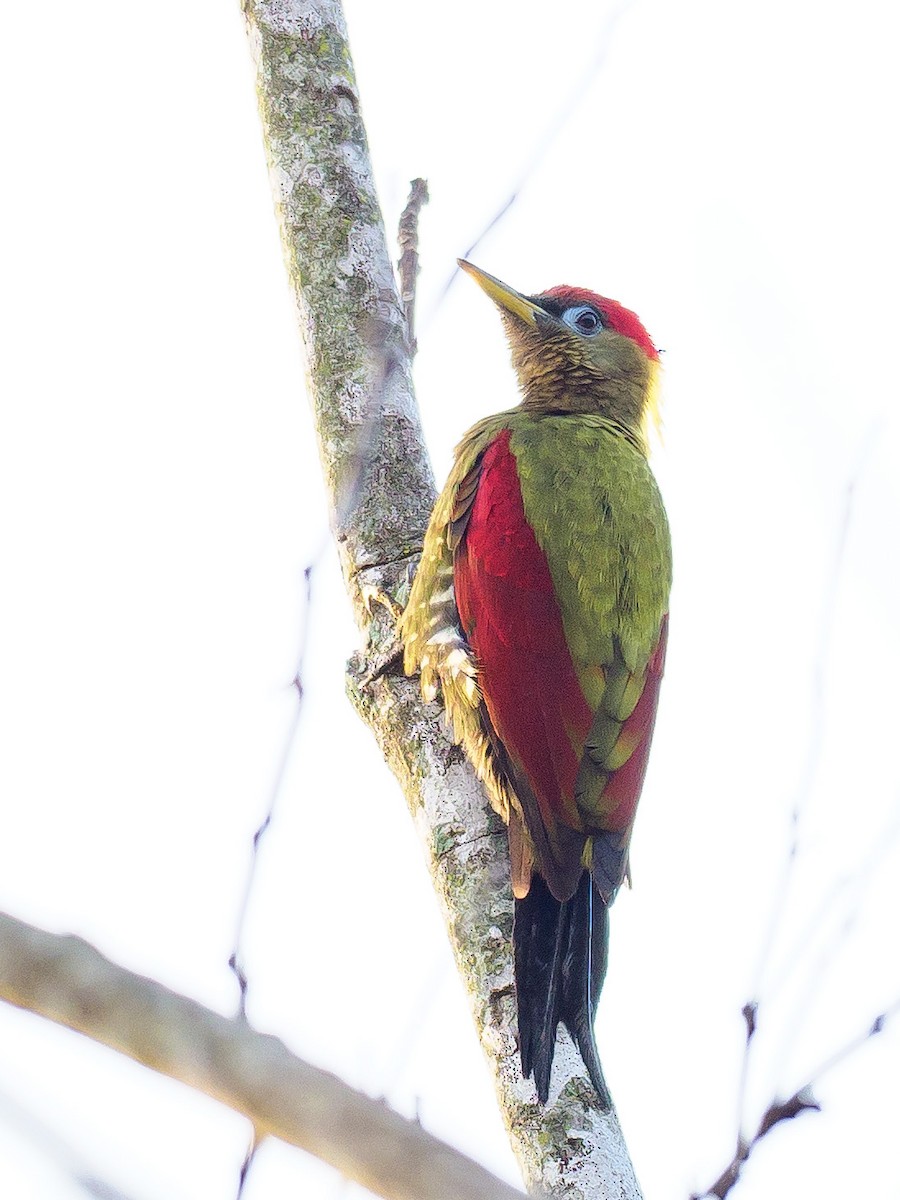 Crimson-winged Woodpecker - ML310382031