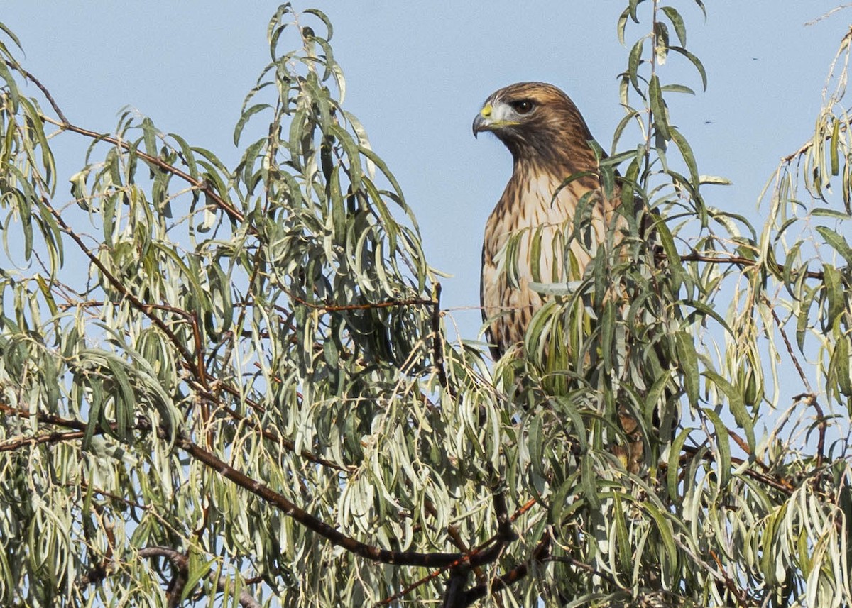 Red-tailed Hawk - ML310382801