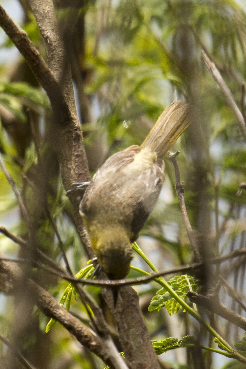 Audubon's Oriole - ML31038551