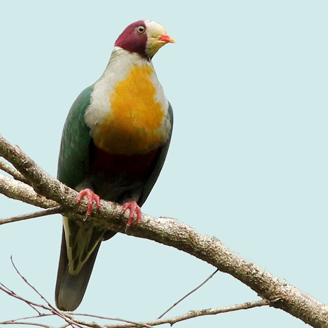 Yellow-breasted Fruit-Dove - ML310388051