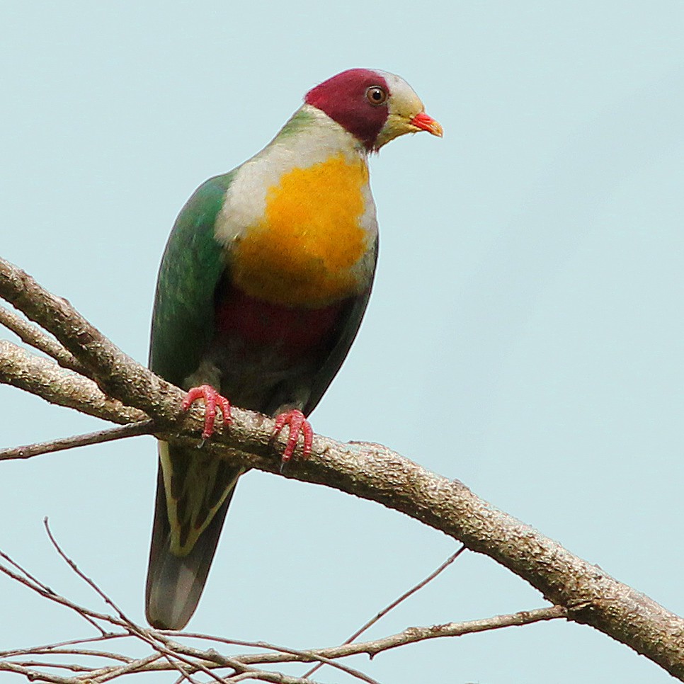 Yellow-breasted Fruit-Dove - Chris Chafer