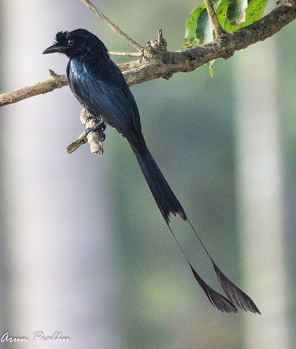 Greater Racket-tailed Drongo - ML310389661
