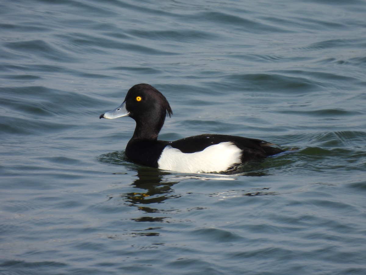 Tufted Duck - ML310395931