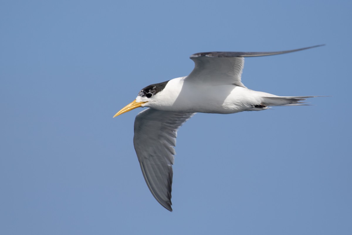 Great Crested Tern - ML310397401