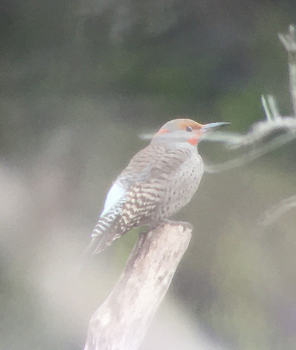 Northern Flicker (Yellow-shafted x Red-shafted) - ML310402221