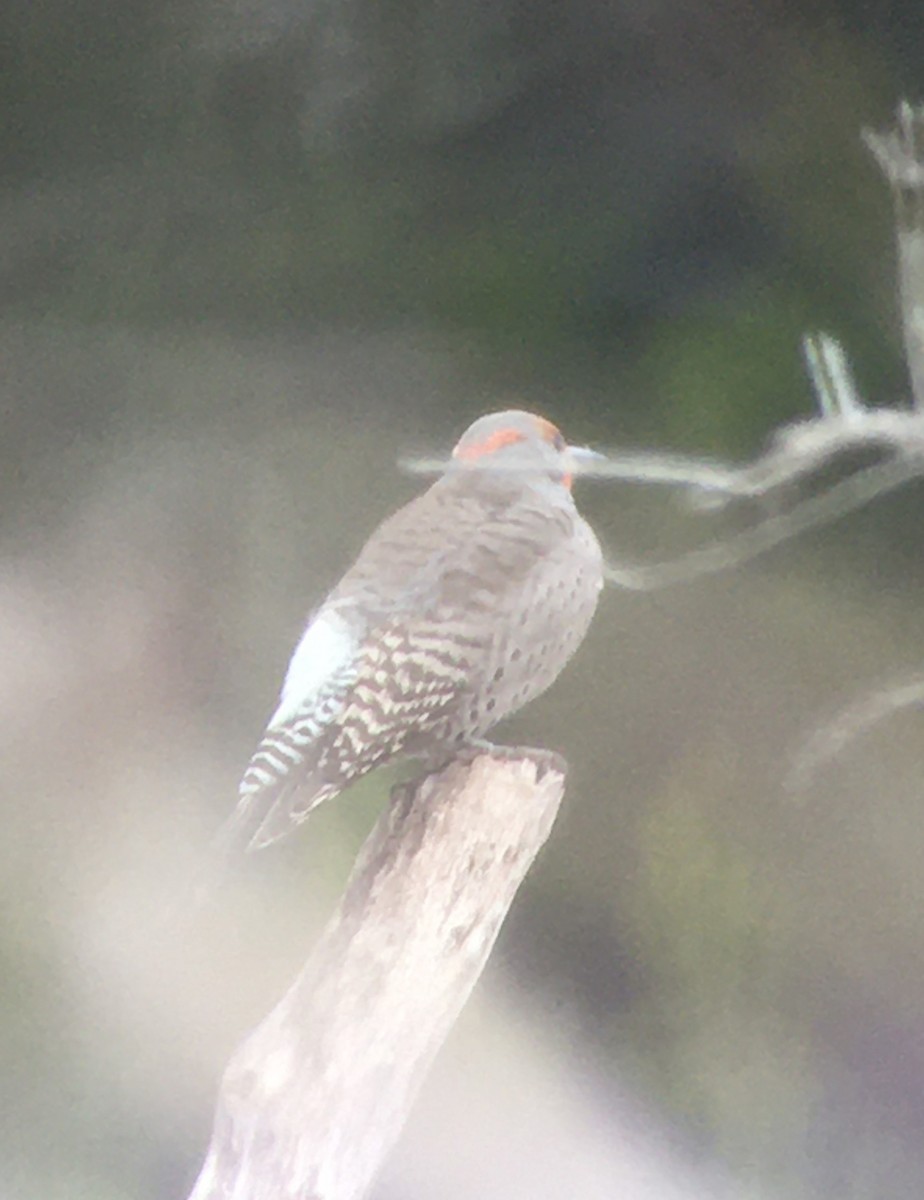 Northern Flicker (Yellow-shafted x Red-shafted) - ML310402251