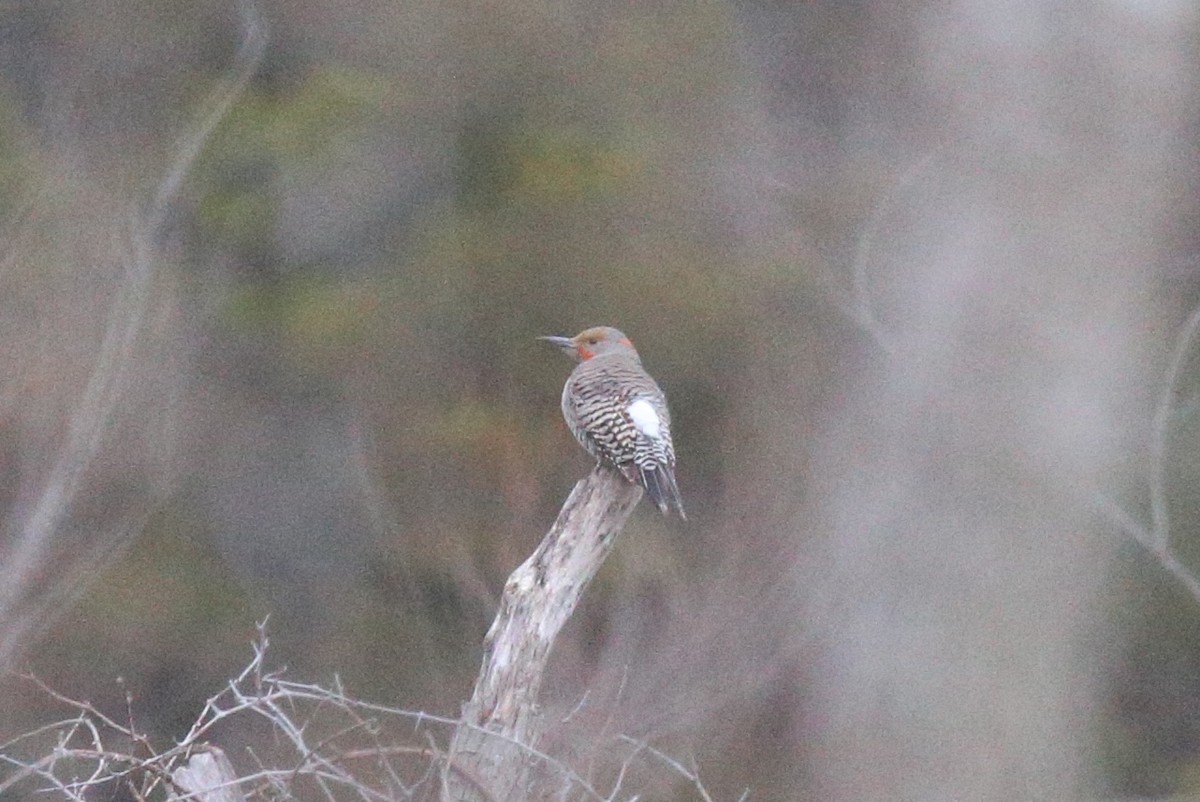 Northern Flicker (Yellow-shafted x Red-shafted) - ML310403741