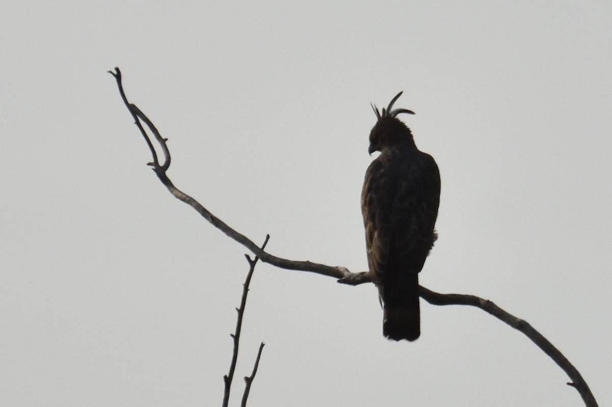 Changeable Hawk-Eagle (Crested) - ML310405371
