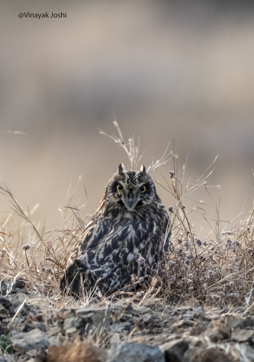 Short-eared Owl - ML310408691