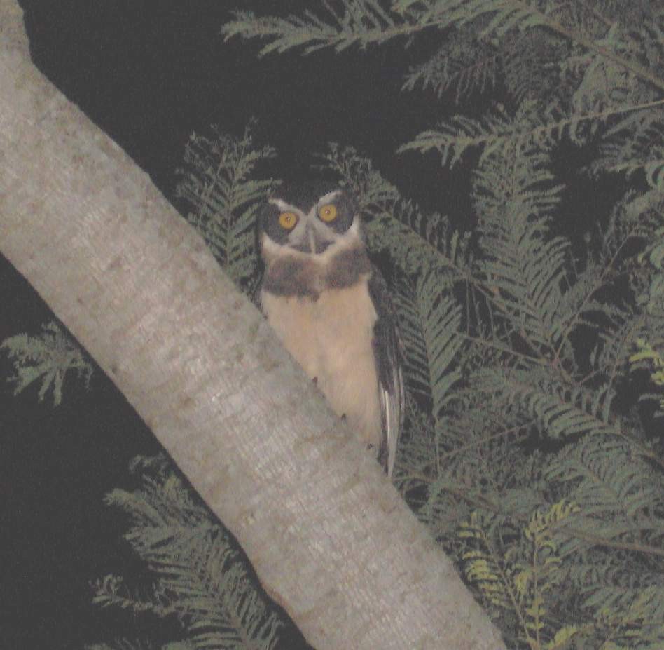 Spectacled Owl - Fabricio C. Gorleri