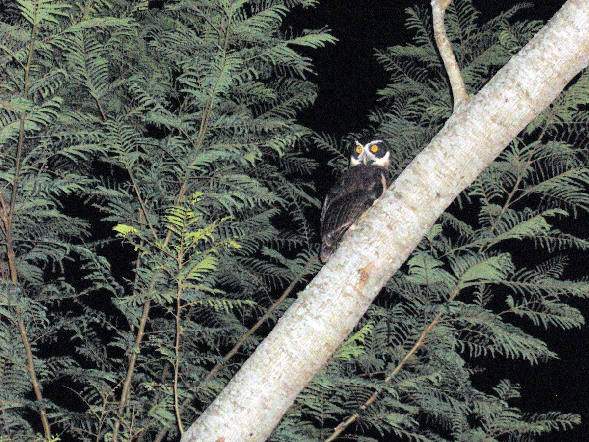 Spectacled Owl - ML31041191