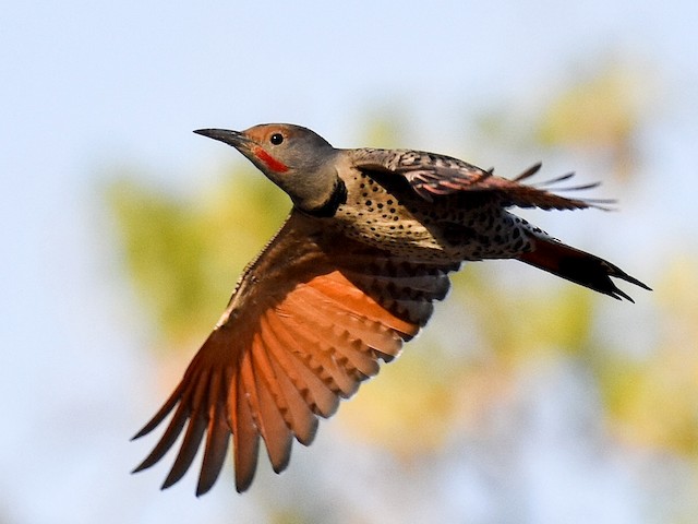 Northern Flicker Yellow Shafted