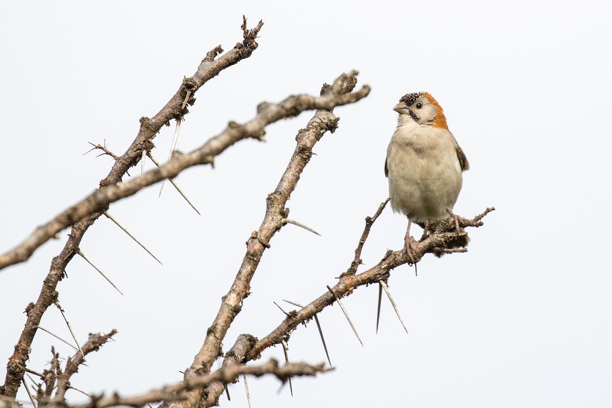 Speckle-fronted Weaver - ML310417131