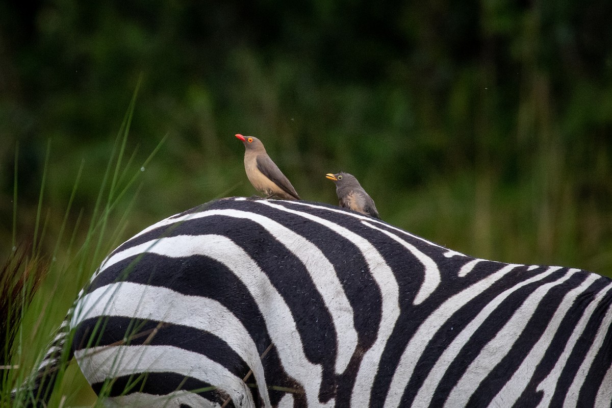 Red-billed Oxpecker - ML310417751
