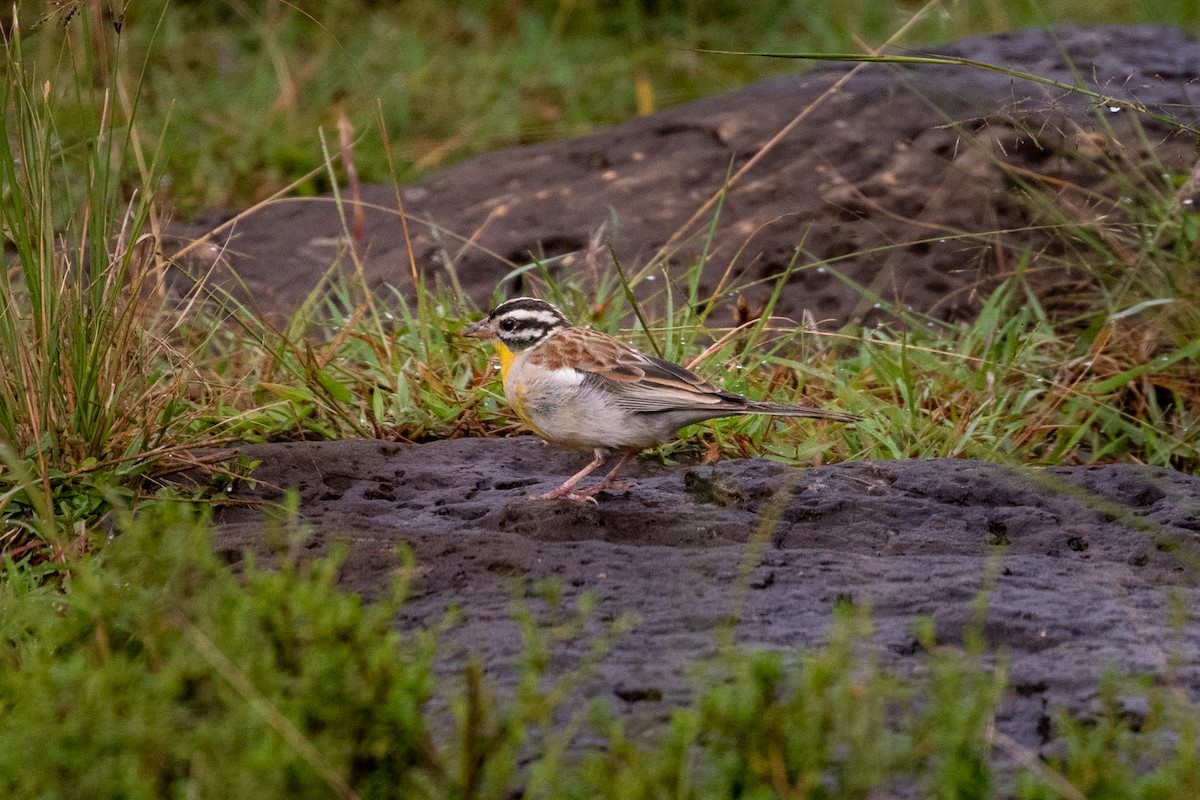 Golden-breasted Bunting - ML310417801