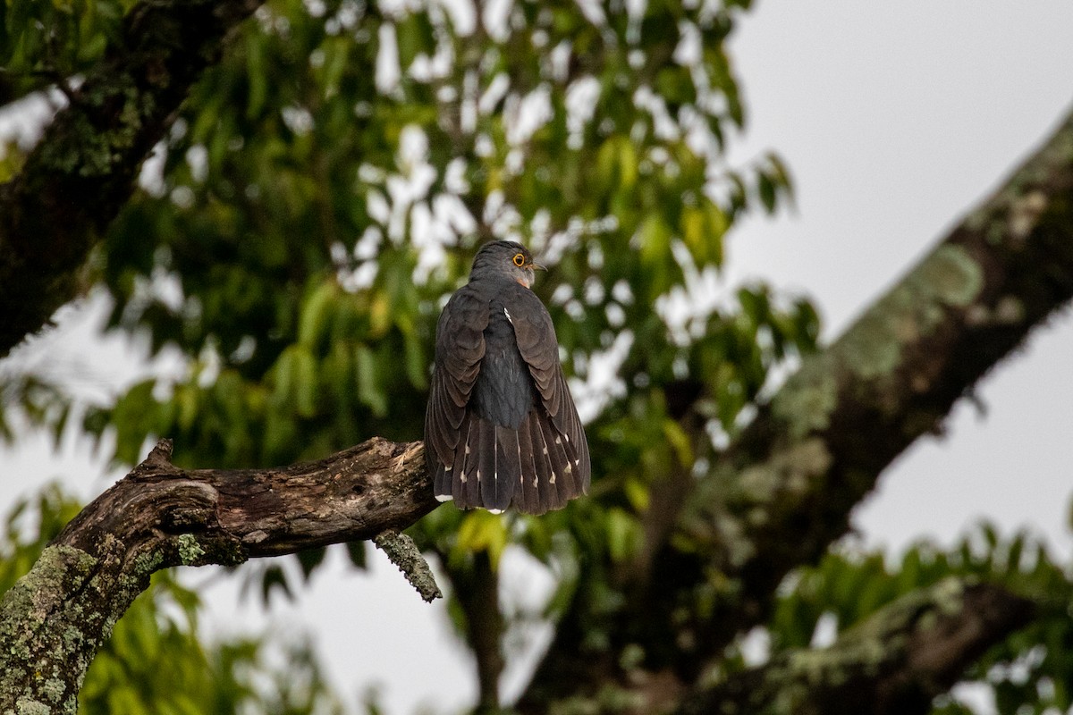 Red-chested Cuckoo - ML310417891