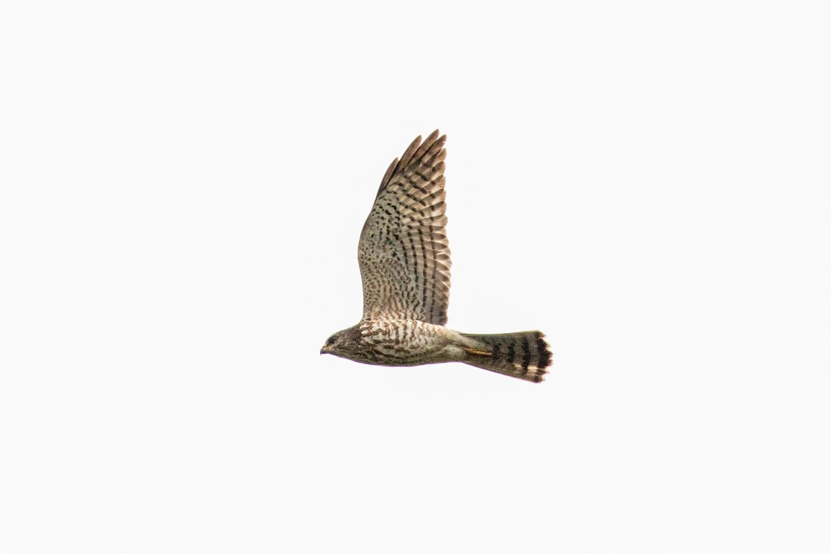 Levant Sparrowhawk - ML310418131