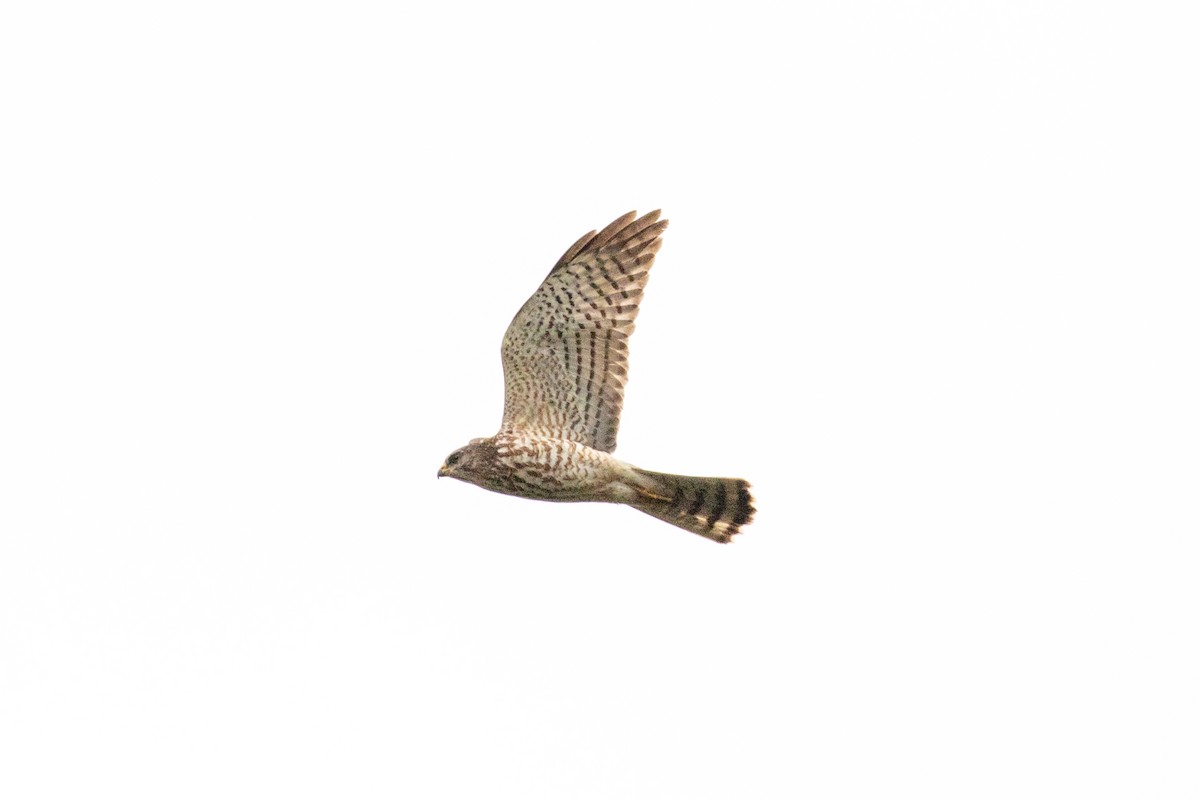 Levant Sparrowhawk - ML310418141