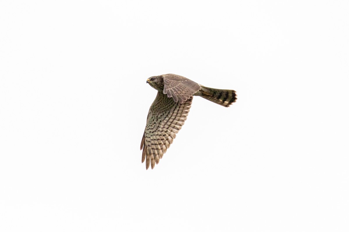 Levant Sparrowhawk - ML310418161
