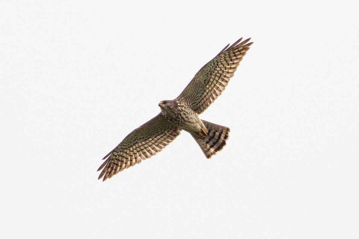 Levant Sparrowhawk - ML310418191